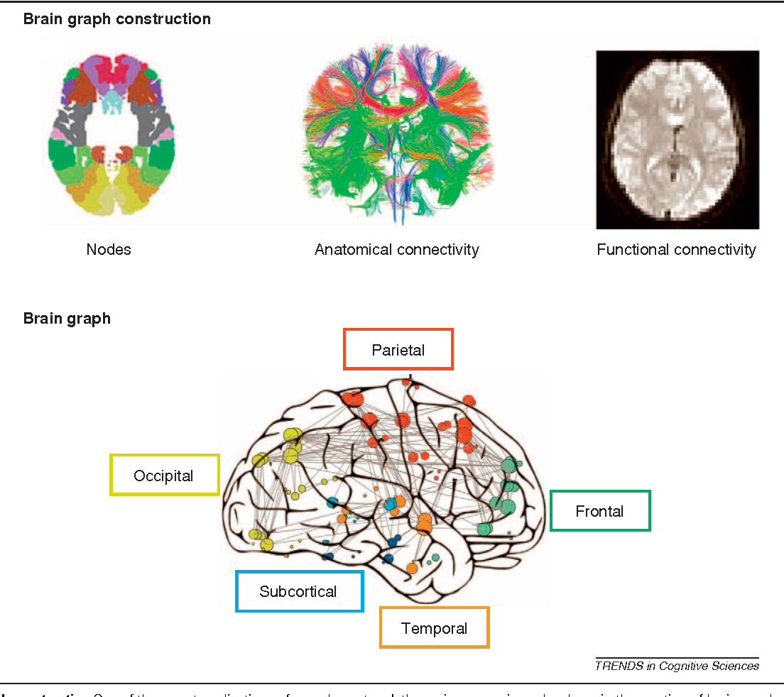 The Human Brain: Deciphering the Complexities of Consciousness and Cognition